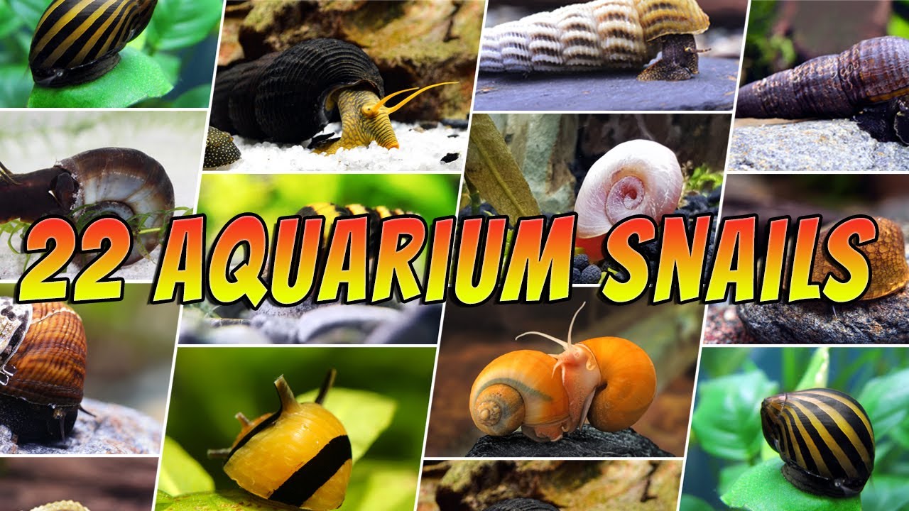 22 Best Aquarium Snails Types – Different Freshwater Aquarium Snails