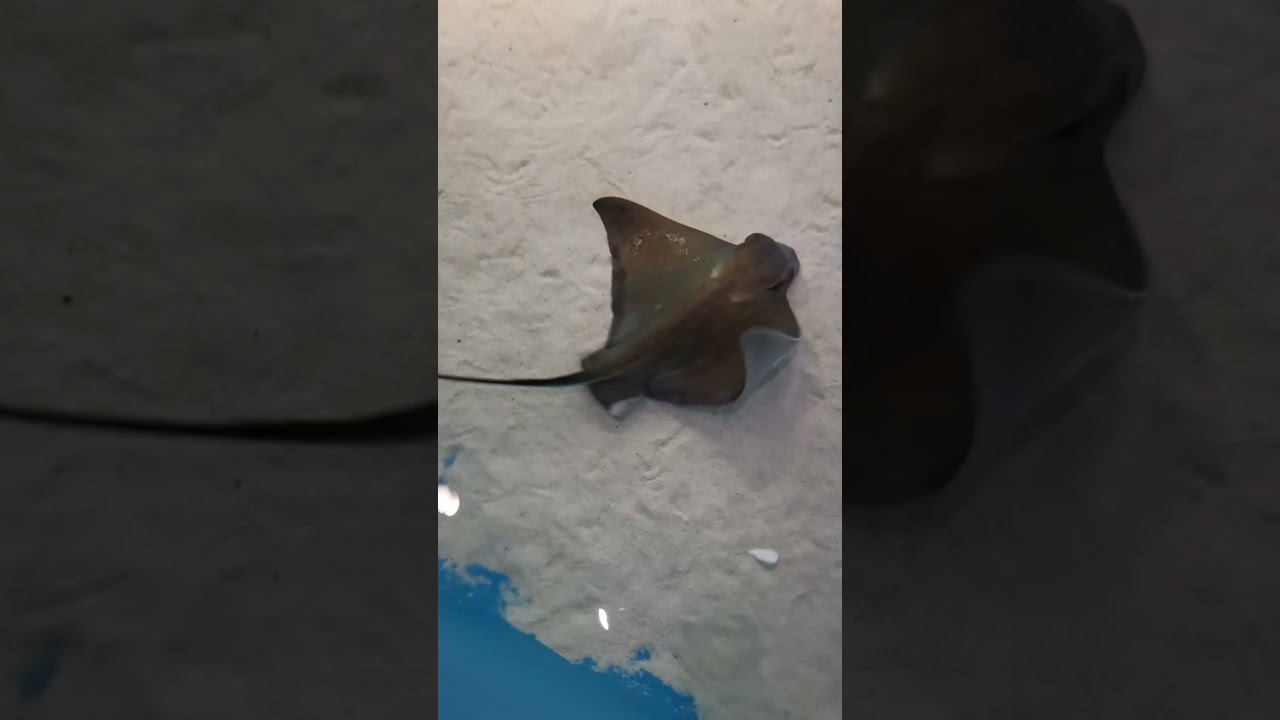 ❤️ Aquarium Antalya, Turkey 2022 👌