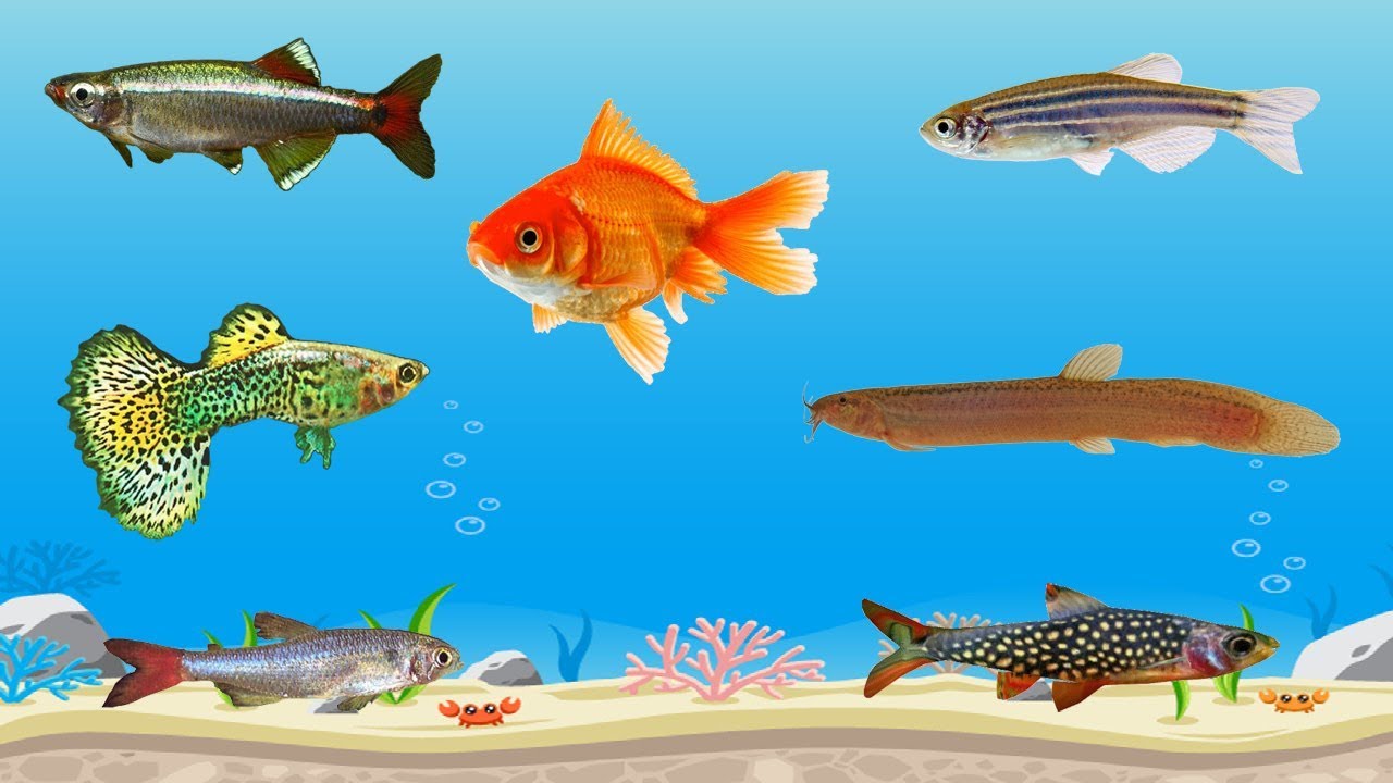 Aquarium Fish for Kids | Learning Video to Learn Freshwater Fish for Children | Educational Videos