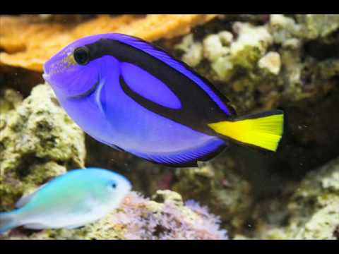 Beautiful Aquarium Fish Pictures