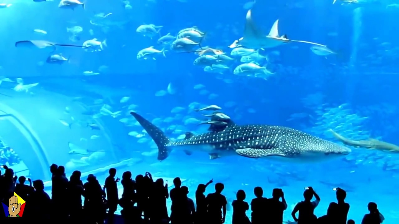 Fish Goes Crazy and Commits Suicide in Okinawa Aquarium #shorts #short #shortsvideo