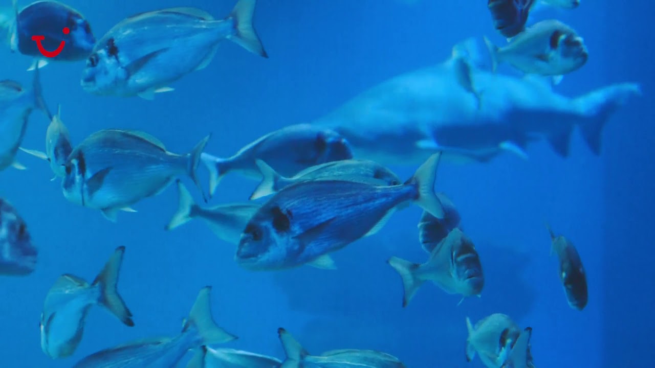 Palma Aquarium in Majorca | TUI Experiences