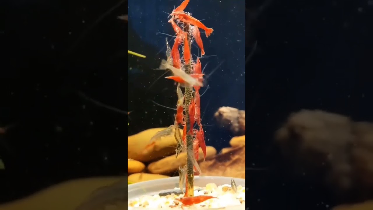Shrimp Stick Feast #aquarium #aquariums #aquatic #fishaquarium #anxiety #aquascape #aquariumfishfish