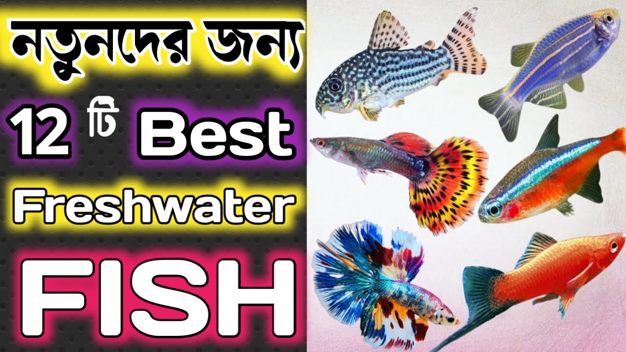 Top 12 Best Aquarium Fish For Beginners in Bengali || Easy Aquarium Fish to Keep || Expert Aquarist