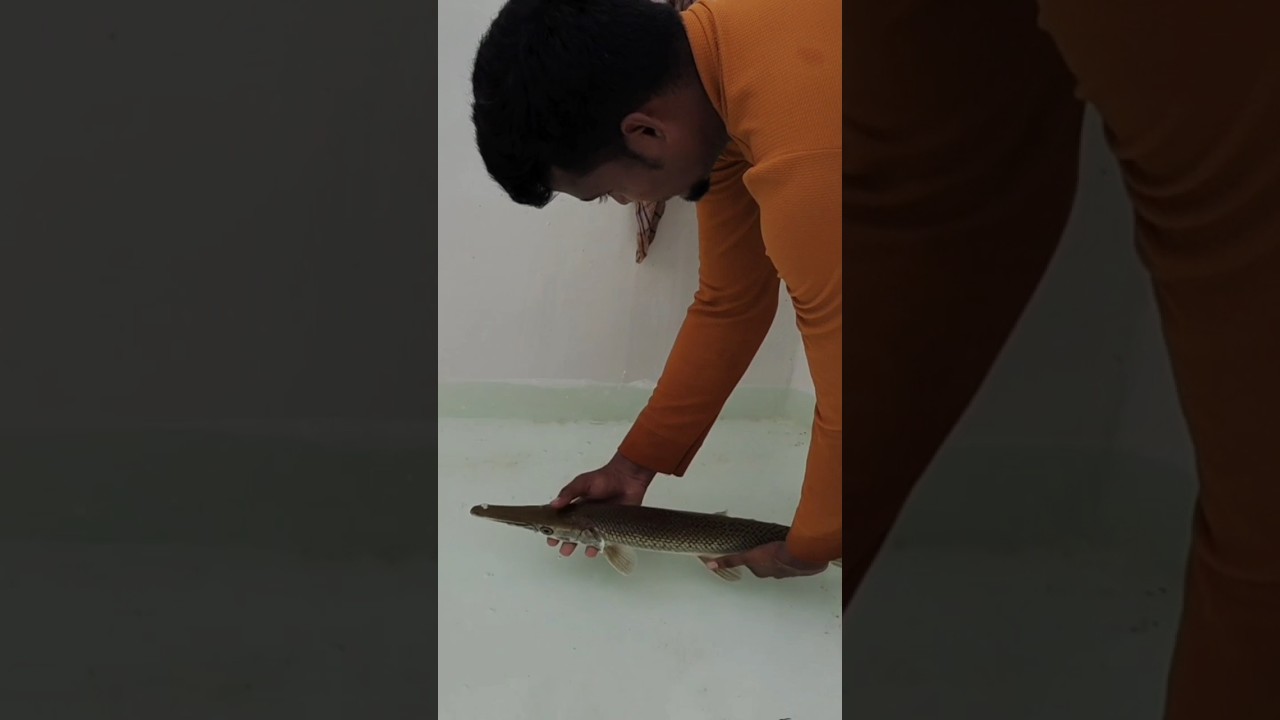 nama paiyan eppo enjoy pannuran 🔥🤗😍 #shorts #aquarium #pondmonster #tamil #fishtank