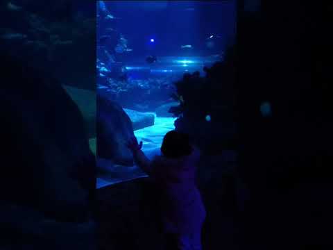 कृष्णा#aquarium #shorts #youtubeshorts #kids #nature #fish