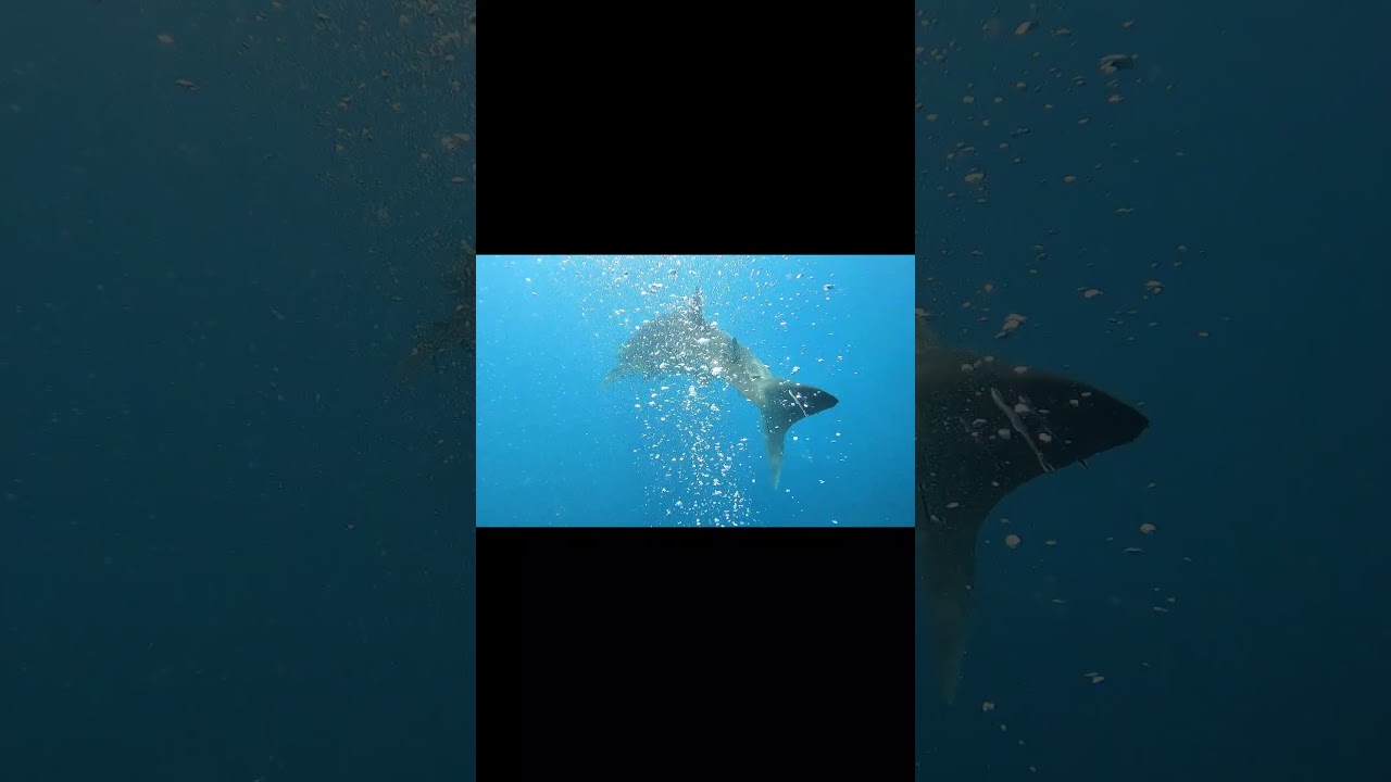 My FIRST Whale Shark!!!!