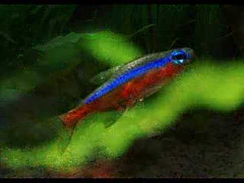 Pictures from my aquarium