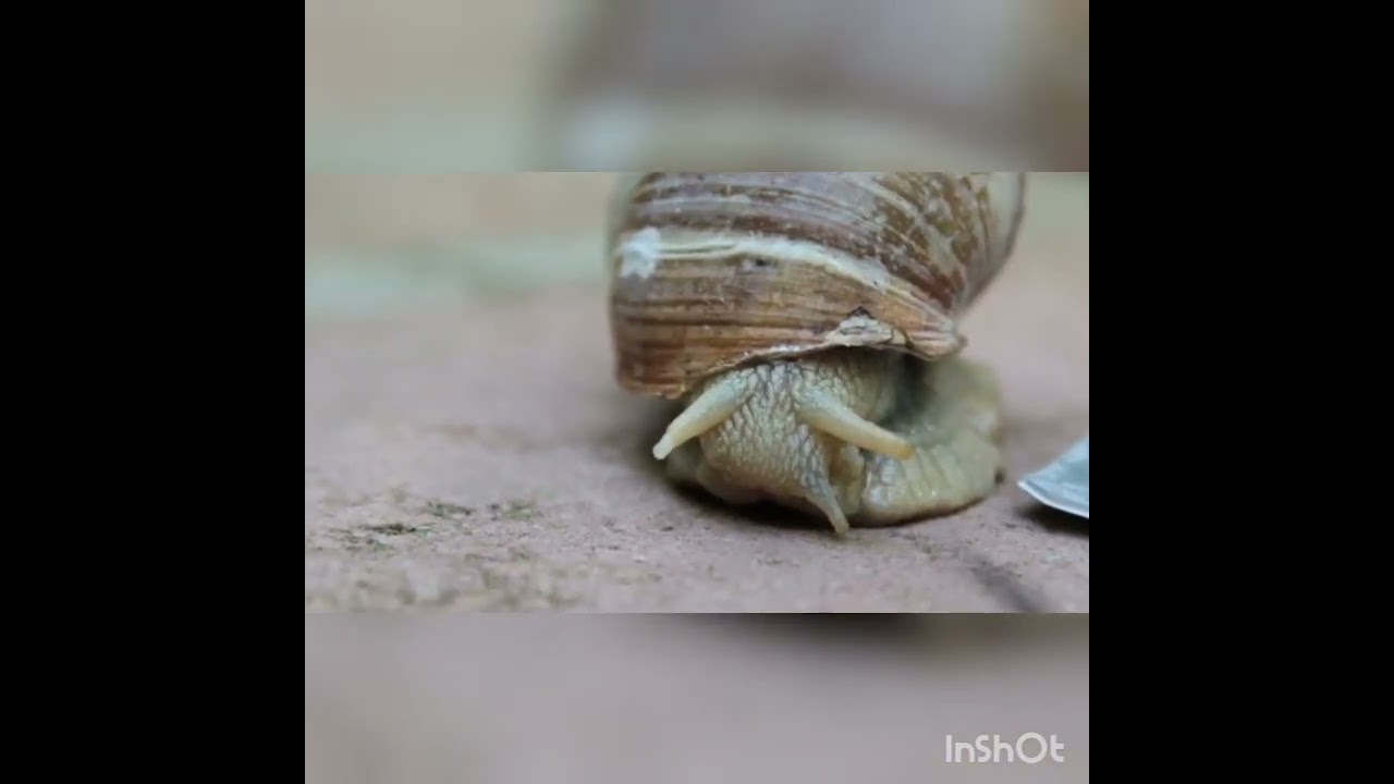 Snail Natural  Scene