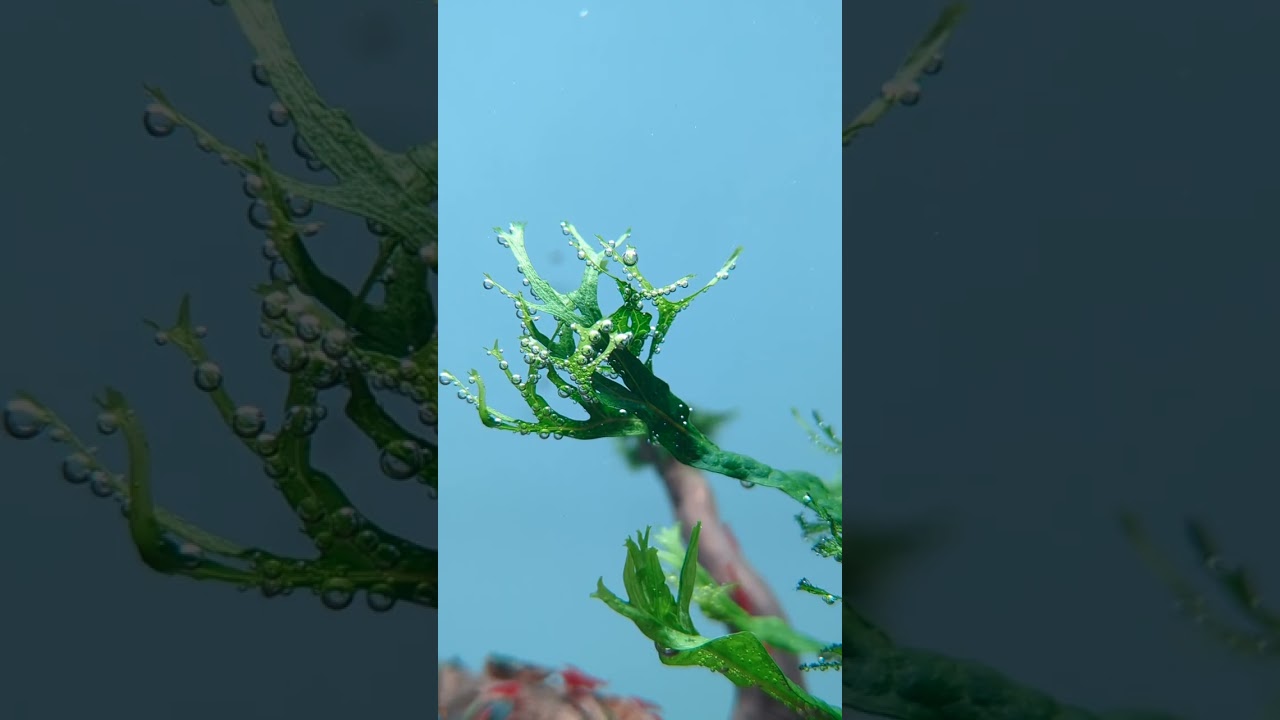 Why aren't my plants pearling? 🫧🌿 #shorts #plantedtank #aquarium #fishtank