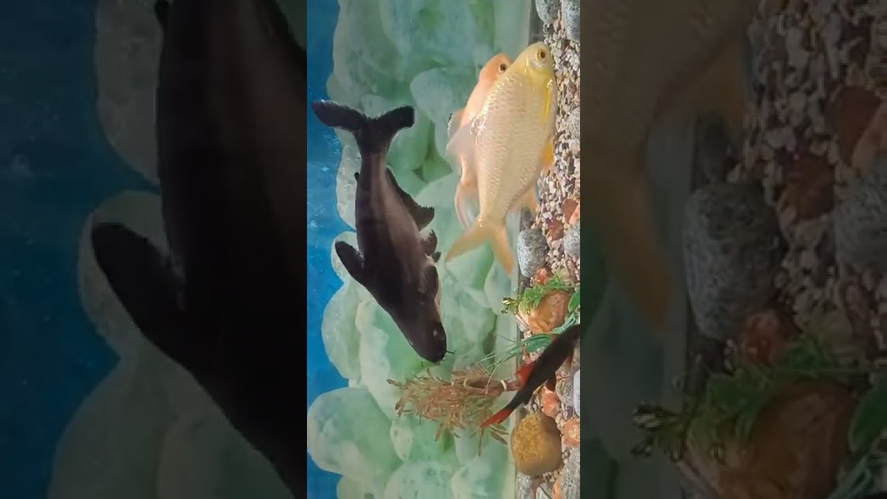Aquarium fish!#shorts#short#trending #viral#greennature#aquarius