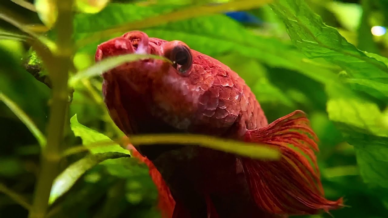 Aquarium life! | Macro video | 60fps |
