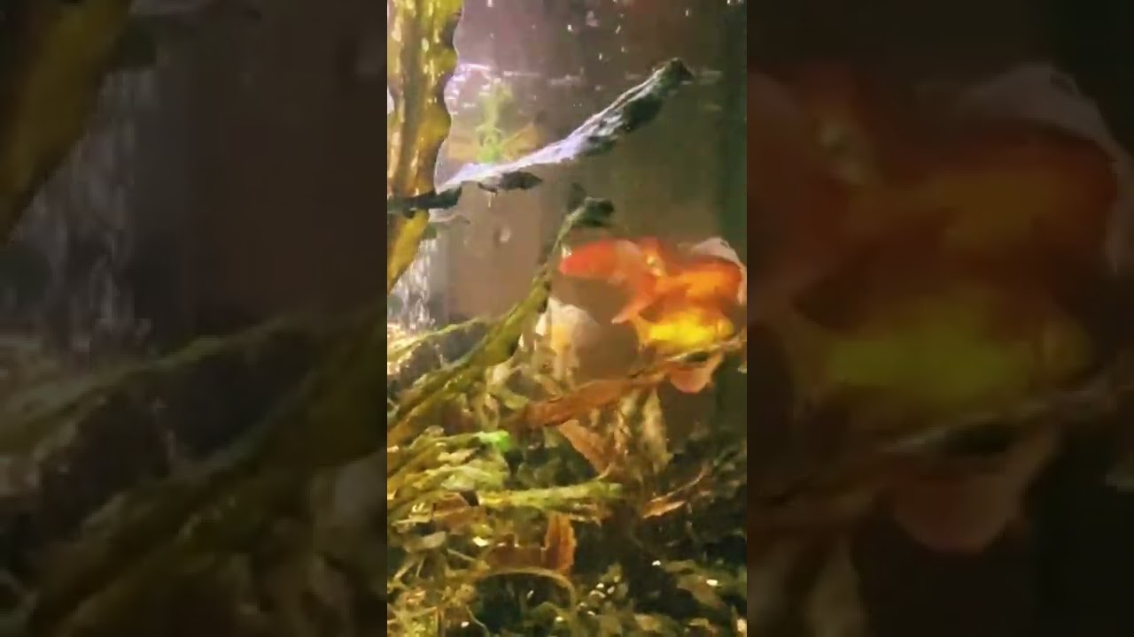 Aquarium timelapse