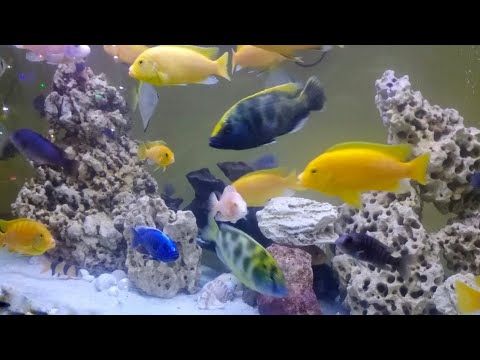 Best #Aquarium #fish African | #Malawi #Cichlids #venustus #5 #shorts
