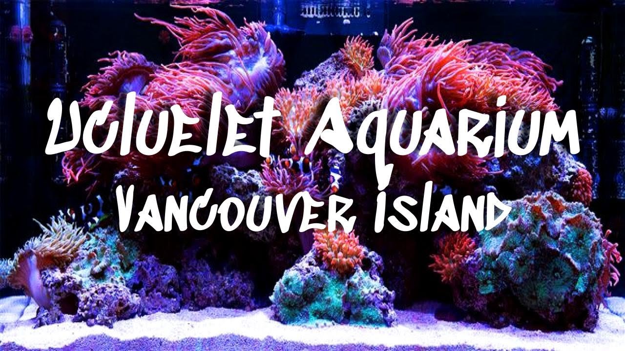Ucluelet Aquarium on Vancouver Island || A Catch & Release Aquarium || Plus *BONUS CONTENT* at End!!