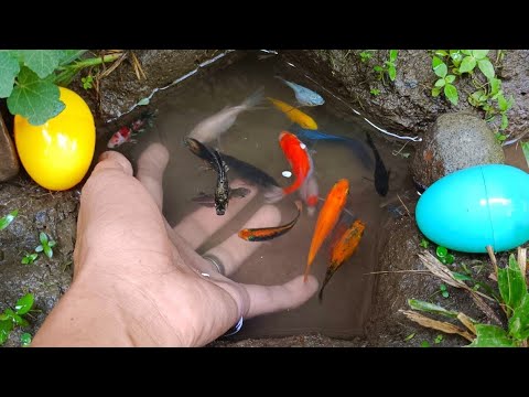 Catch ornamentalfish, koi fish, bettafish, colorfulfish  and millions of other animal
