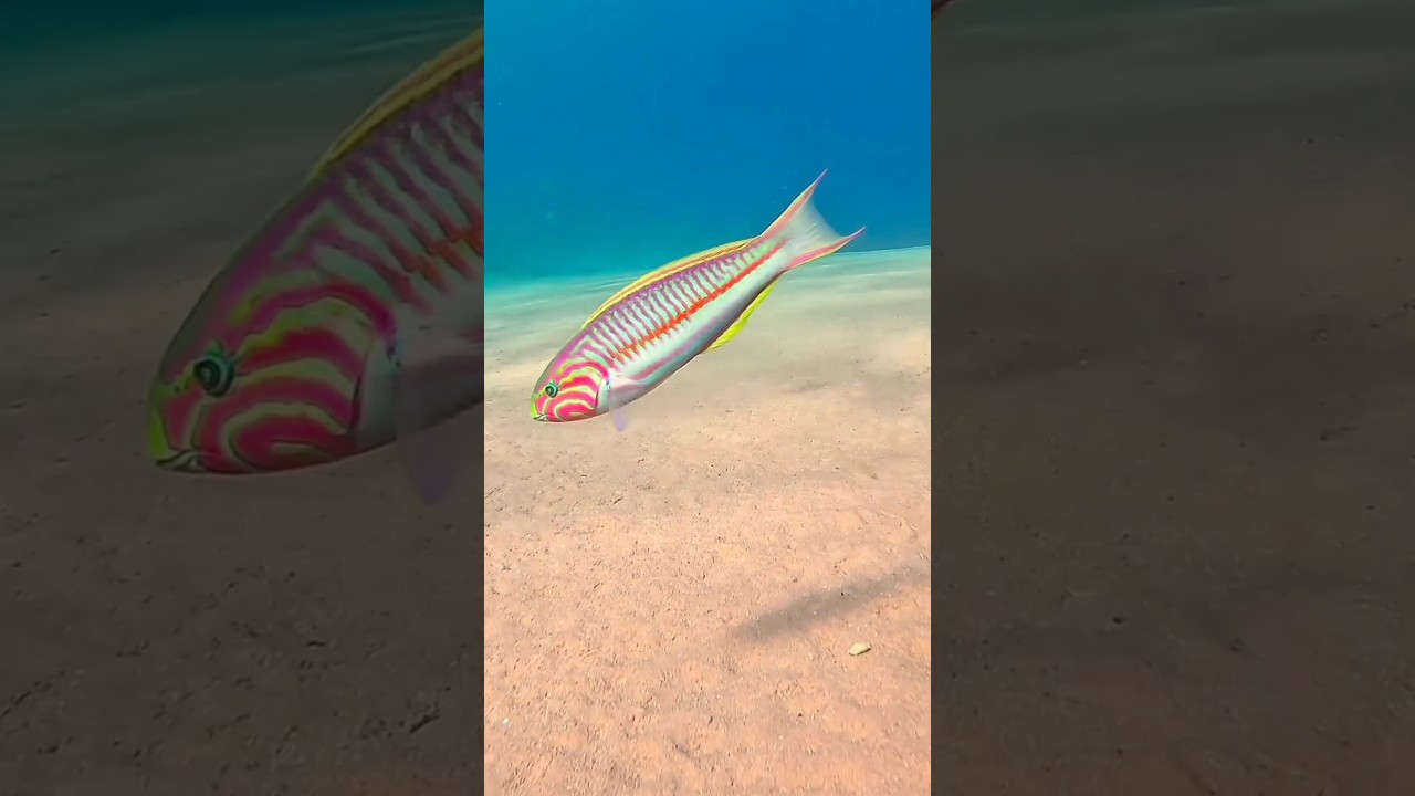 Eye-catching Colourful Fish🐟🐠