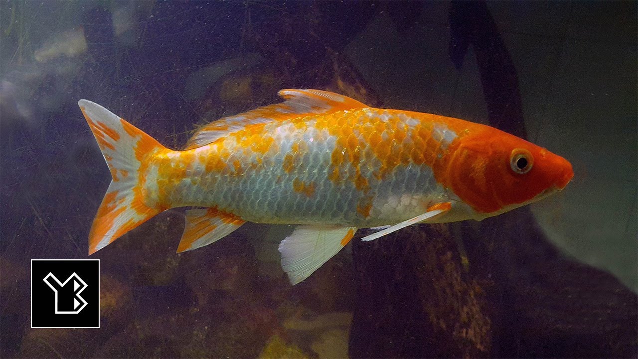 Fish, Diyatha Uyana Aquarium – video 4