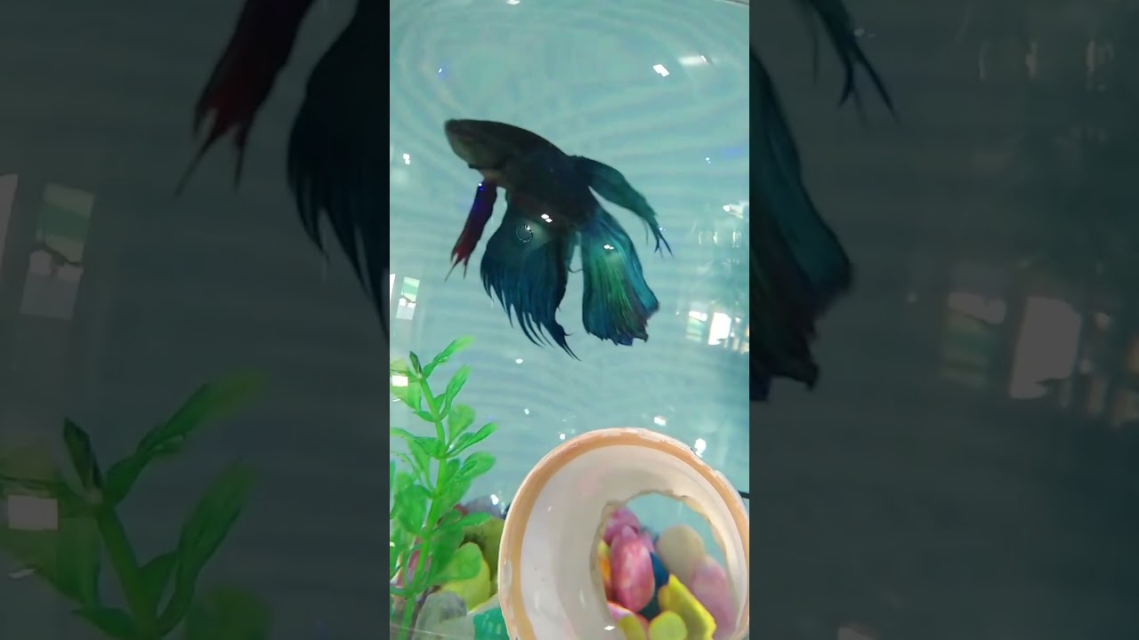 Fish #goldfish #aquarium #fishing #nature #naturelovers #photography #shorts #youtube #youtubeindia