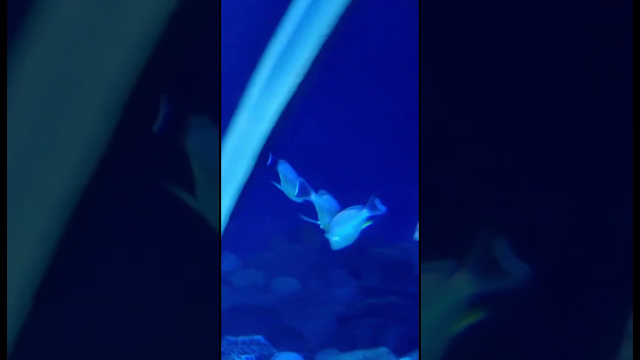 Giant killer shark – first underwater tunnel aquarium in pondicherry #pondicherry #aquarium