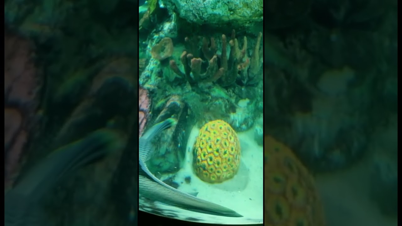 Giant parrotfish – first underwater tunnel aquarium in  pondicherry #pondicherry #aquarium