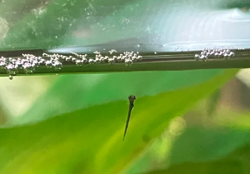 How to Take Proper Care of Tropical Fish Babies (Fry)