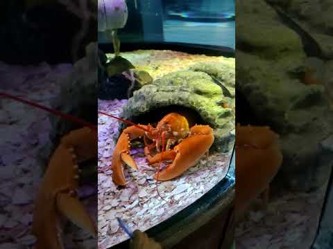 Live Aquarium Crab#stunning