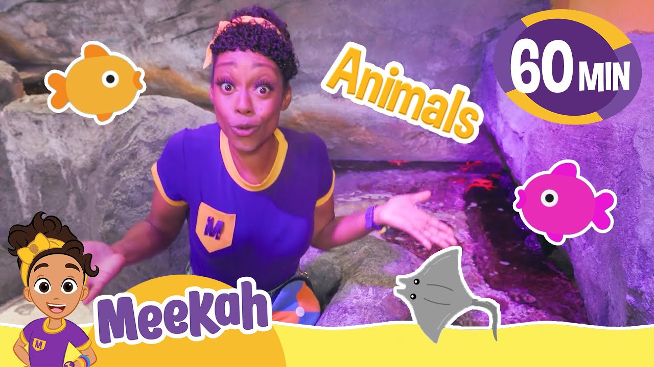 Meekah's Amazing Aquarium Friends! | 1 HOUR OF MEEKAH! | Educational Videos for Kids