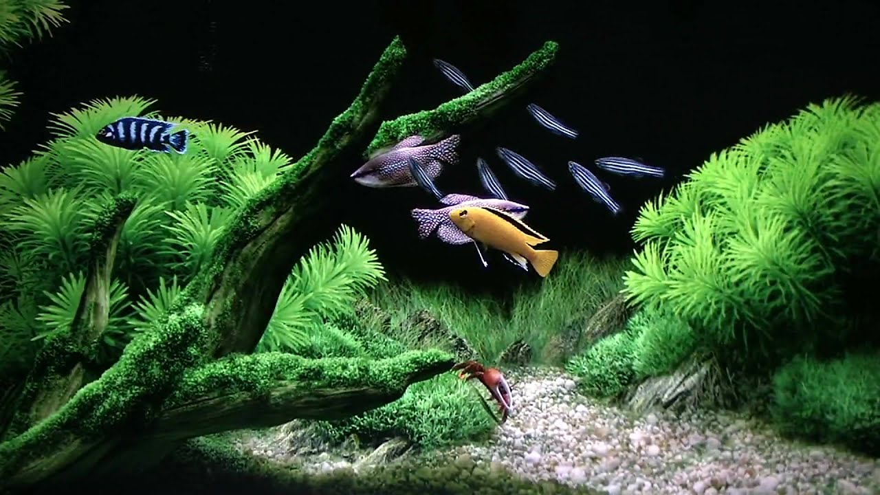 Seawater Aquarium HD 1440×1080 ,  auch für Playstation3 !