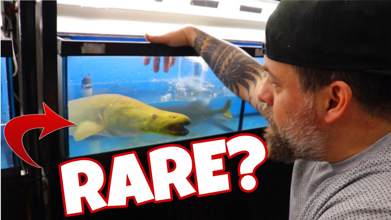 UNBOXING STRANGE LOOKING MONSTER FISH FROM CONGO!!