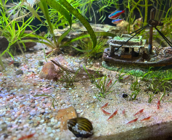 What Kind of Food is Best for Your Fish