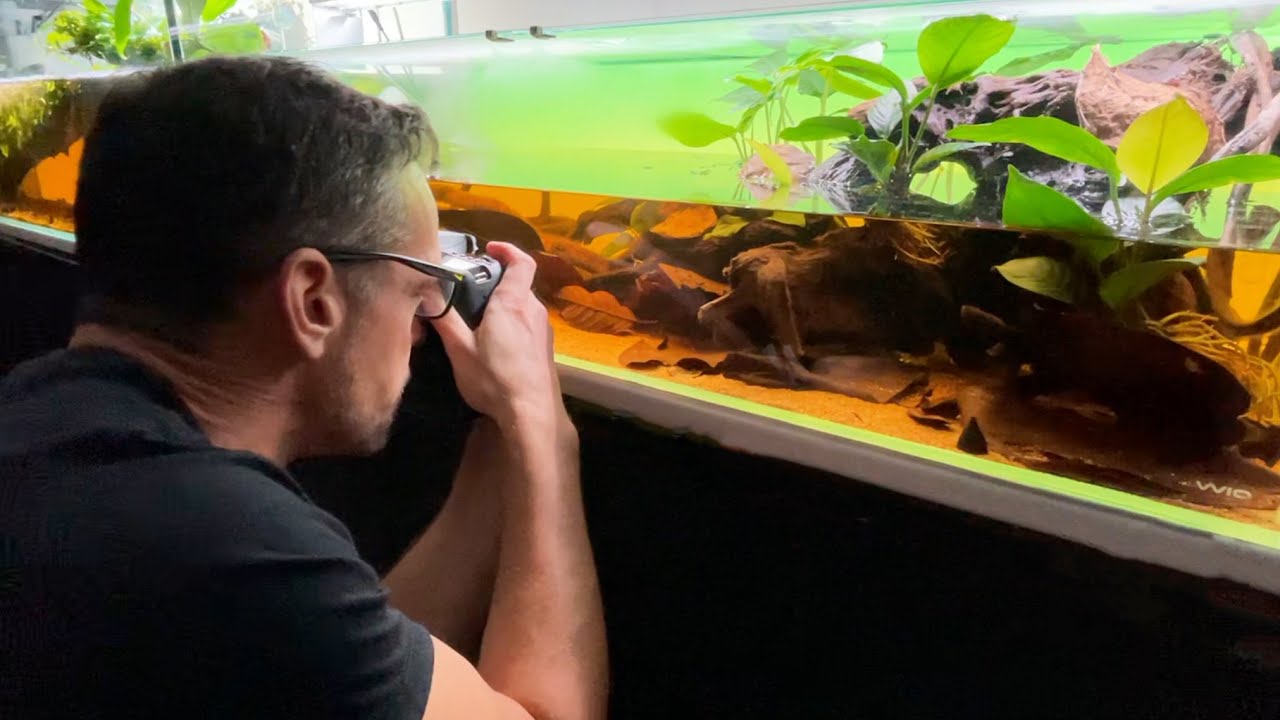 BIOTOPE AQUARIUM FISH CHAT AND PHOTOS #AquaticHabitatsBook