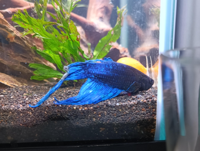 Columnaris In Bettas (Cotton Wool Disease Care & Cure)