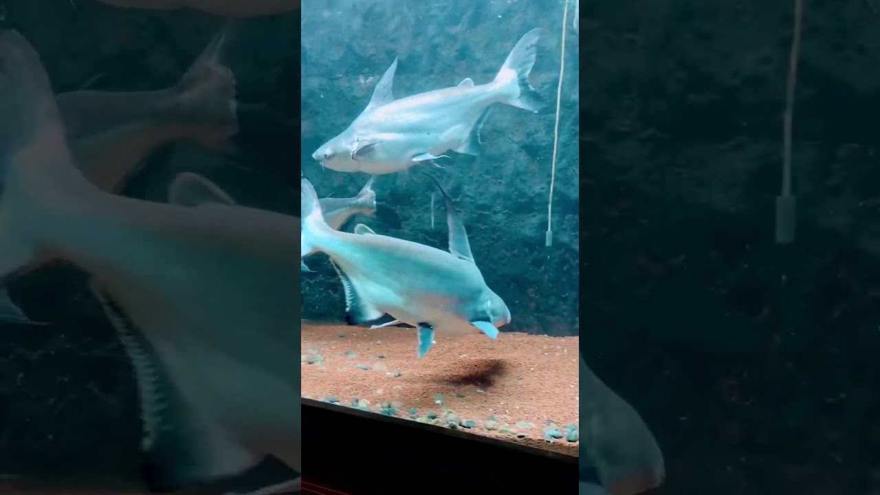 Enjoy Weekend with my kid💖 #aquarium #kids