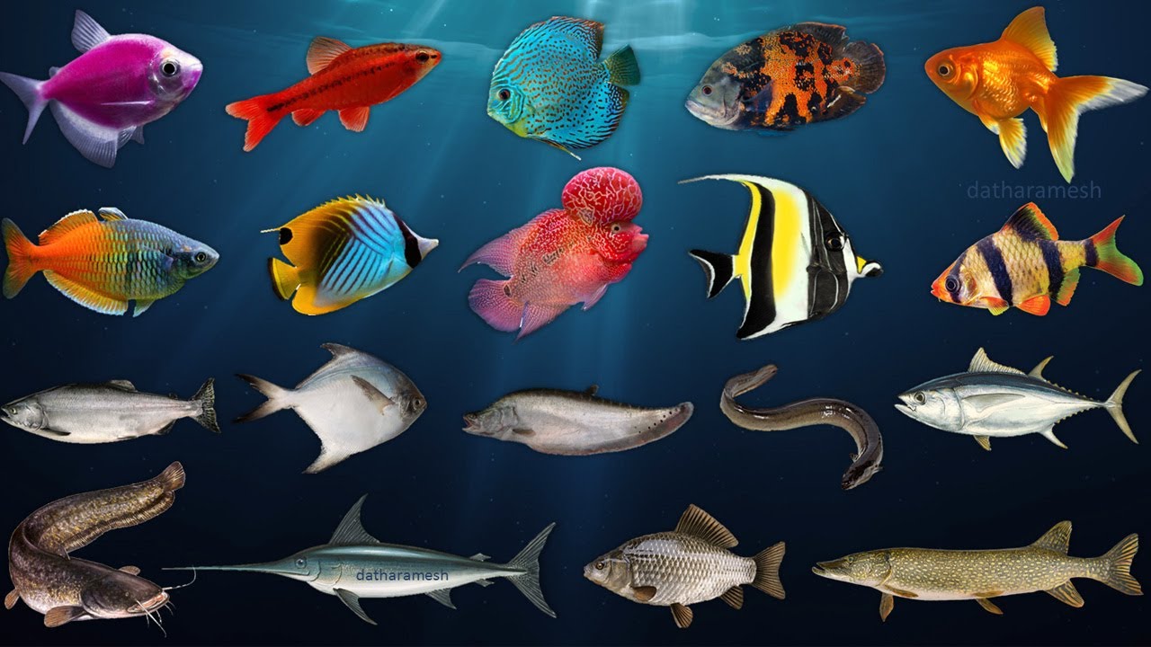 Fish Names | Aquarium Fish Names