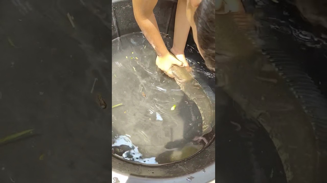 Monster fish #shorts #mrbeast #freefire #minivlog