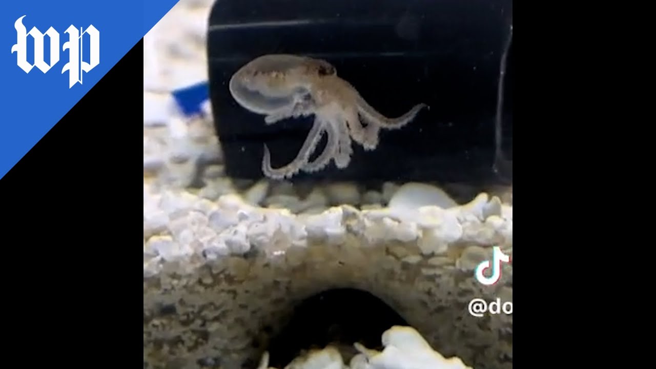 This family had one pet octopus. Then there were 51.