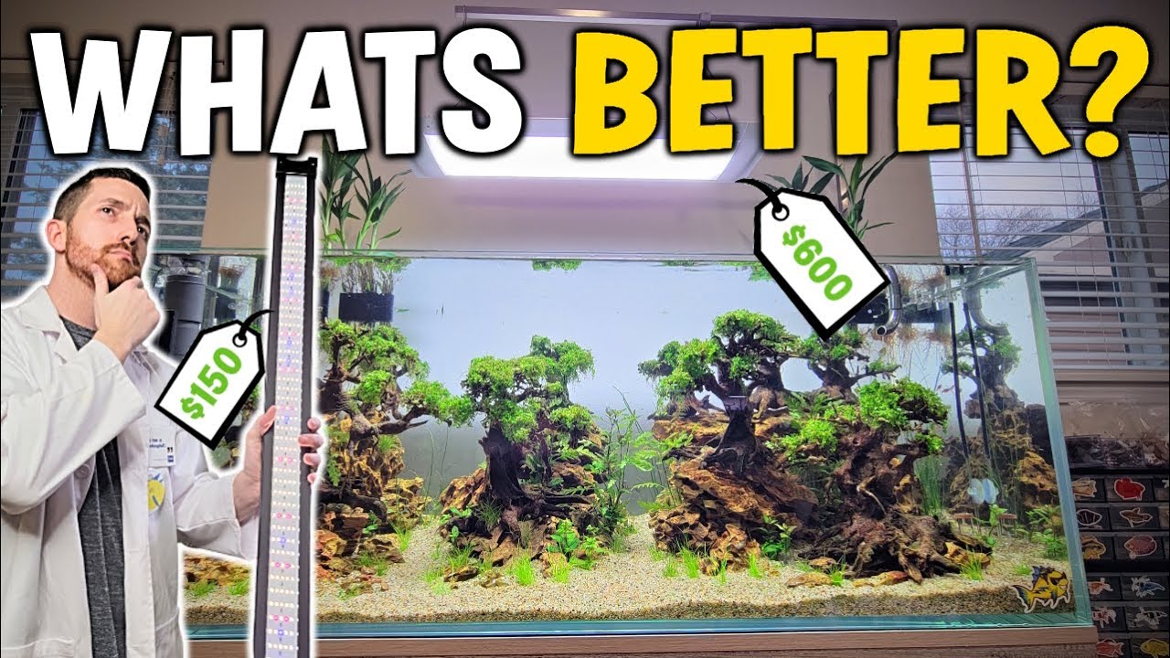 Aquarium LED Showdown: $600 Fancy vs. $100 Budget – Which one is worth it?