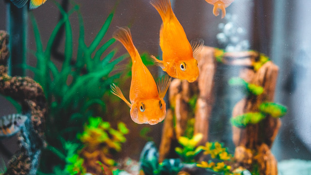 Choose the Best Fishies For Your 1 Gallon Tank