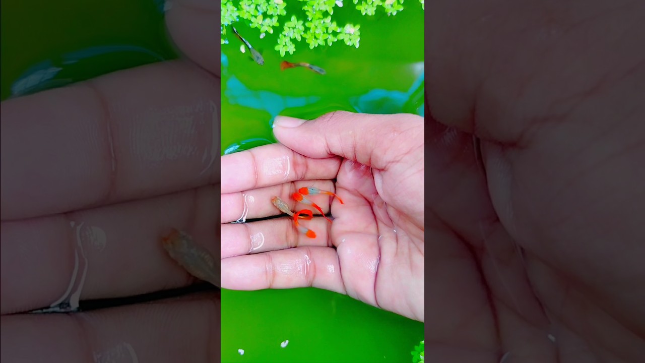 Colourfull fish🤩🤩 #guppies #aquariumfish  #shorts