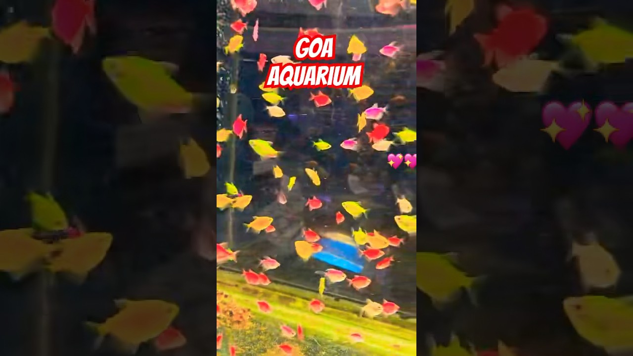 Don't Miss Out on Goa's Fish Aquarium | Abyss Aqua Marine #shorts #trending #youtubeshorts #shorts