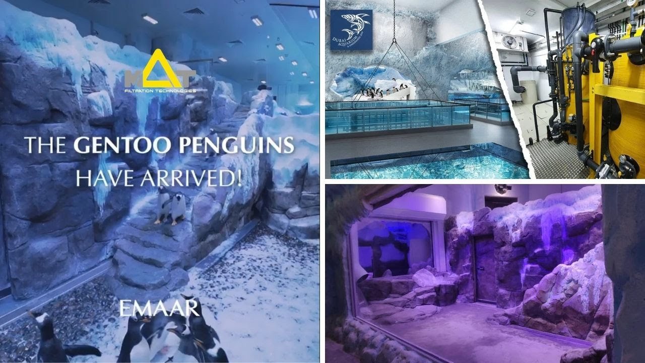 Dubai Aquarium & Underwater Zoo Penguins