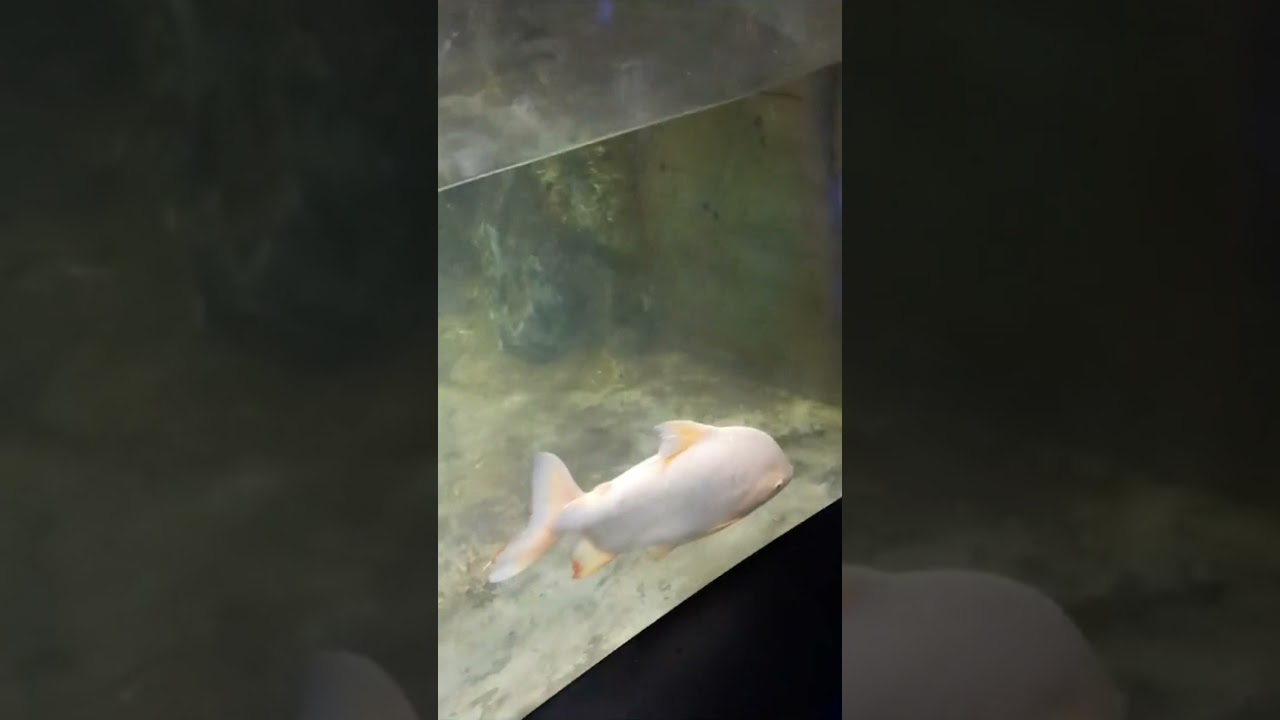 Fishes 🐟 #aquarium #fishaquarium #fish #fishtank #pets #fishfood #travel #travelvlog #traveling
