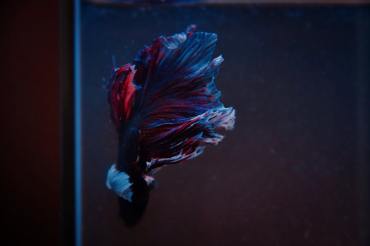 How to Help a Stressed Betta Fish?