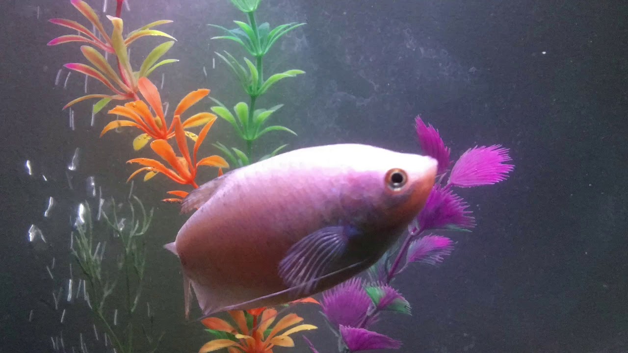 Just pictures of domestic tropical fishes in aquarium