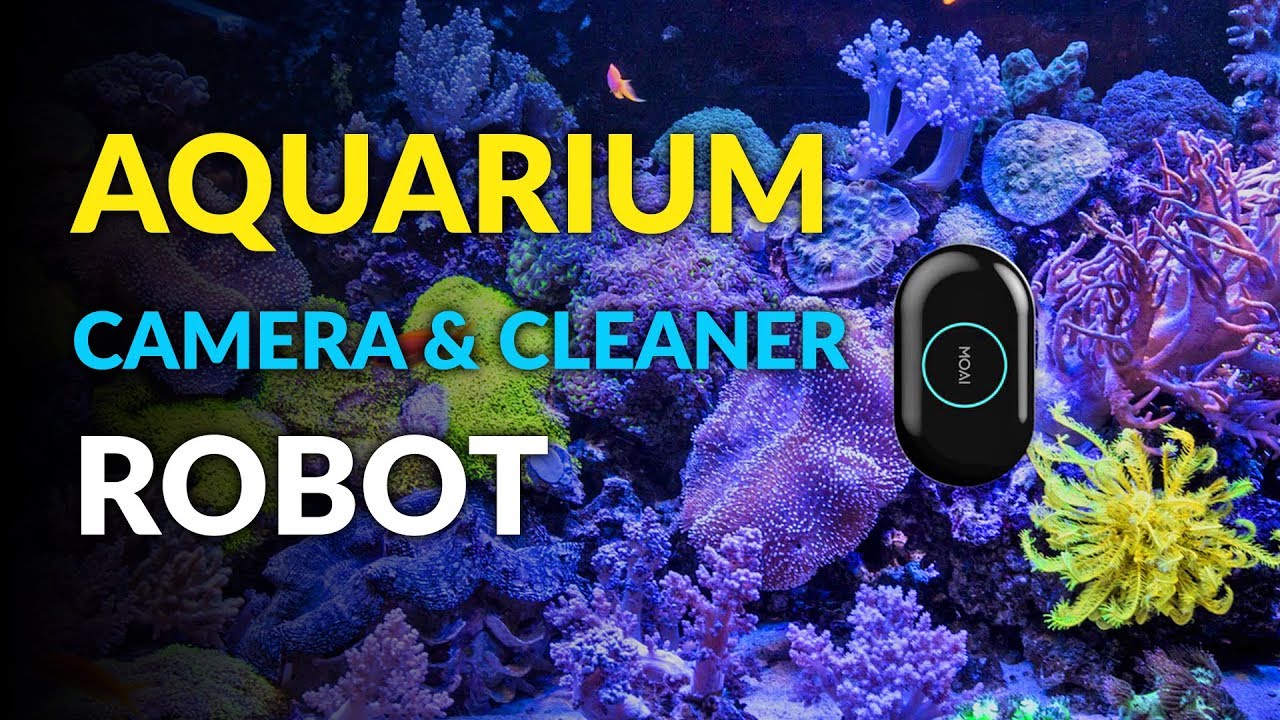 MOAI: A Robotic Camera and Cleaner For Your Aquarium
