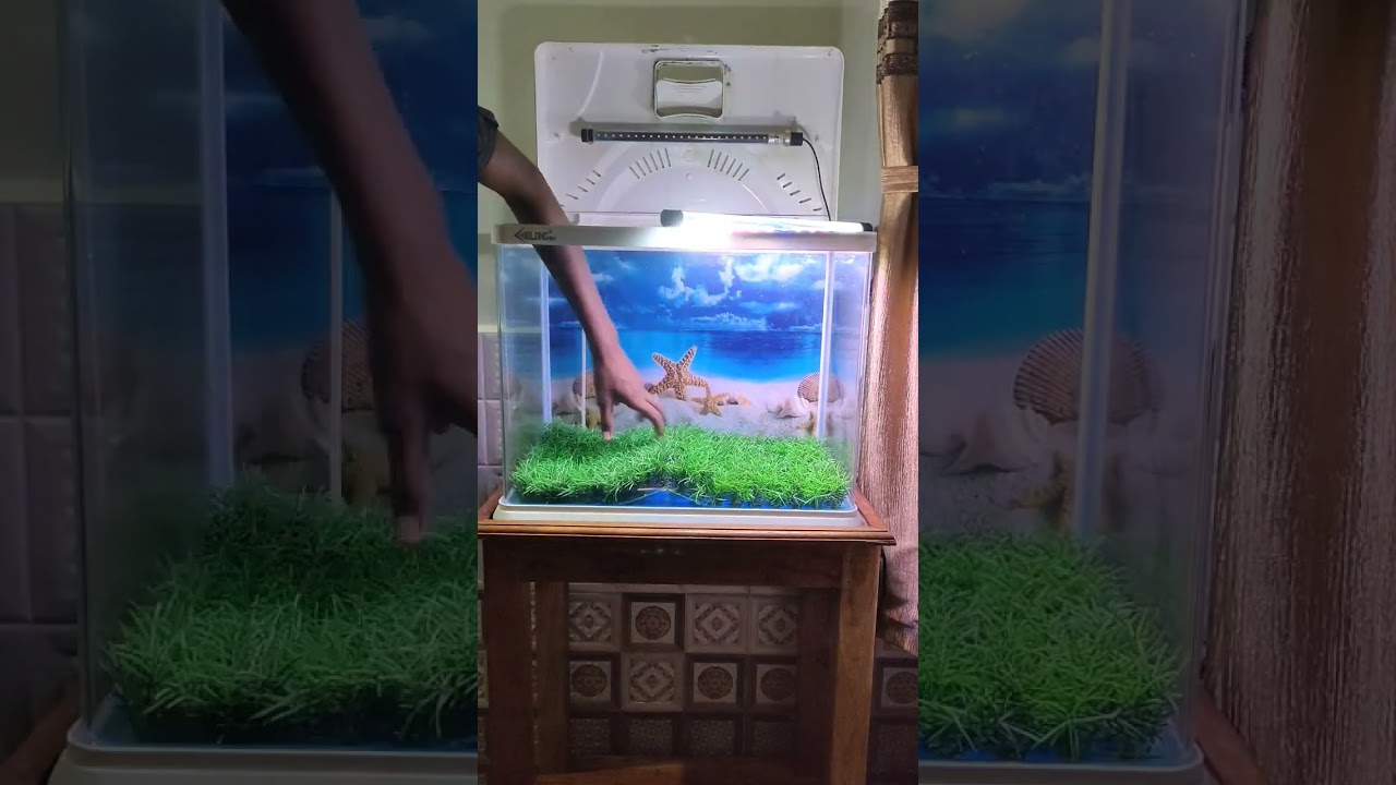 🆕Moulded Aquarium Full Setup 🐋🦈