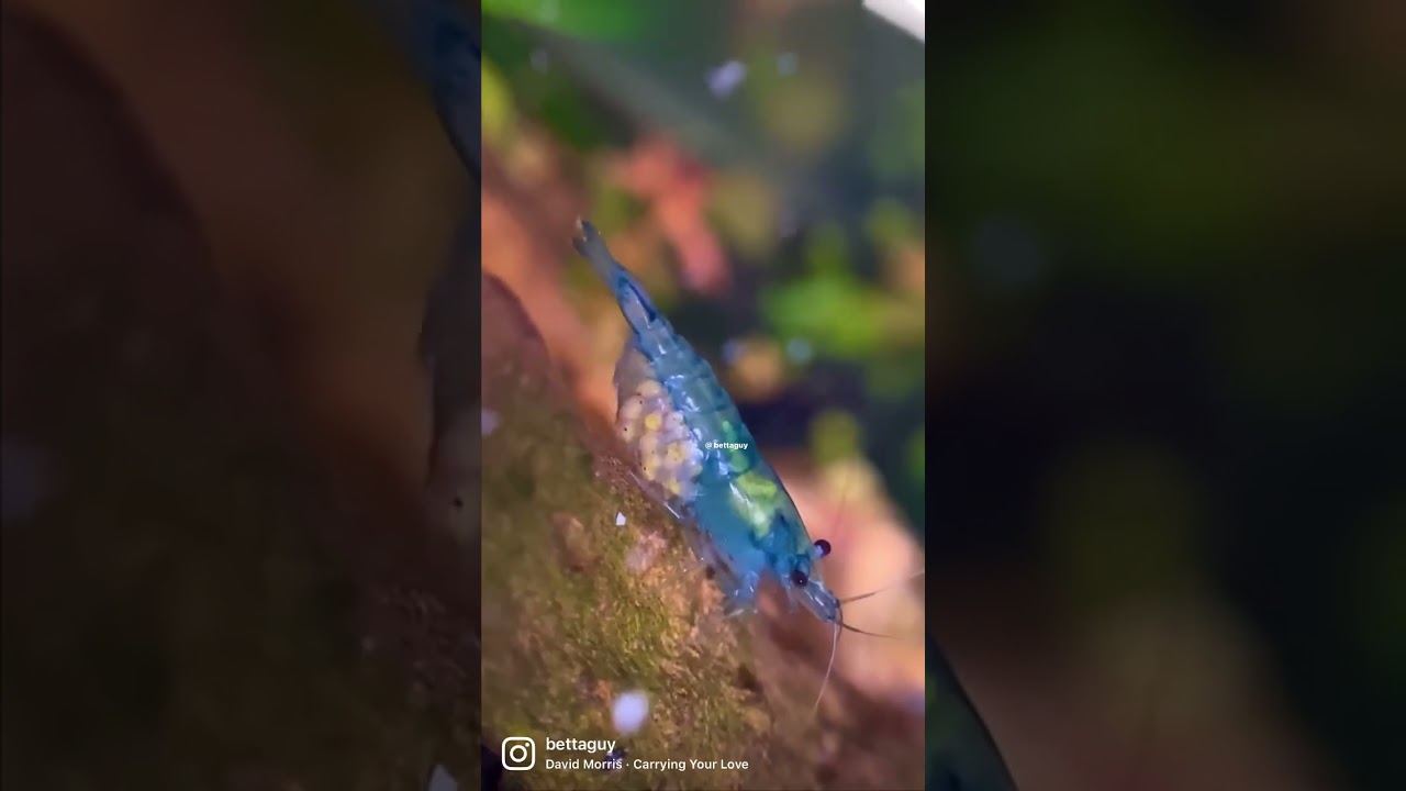 Pregnant blue jelly shrimp macro! #shrimp #aquarium #macro