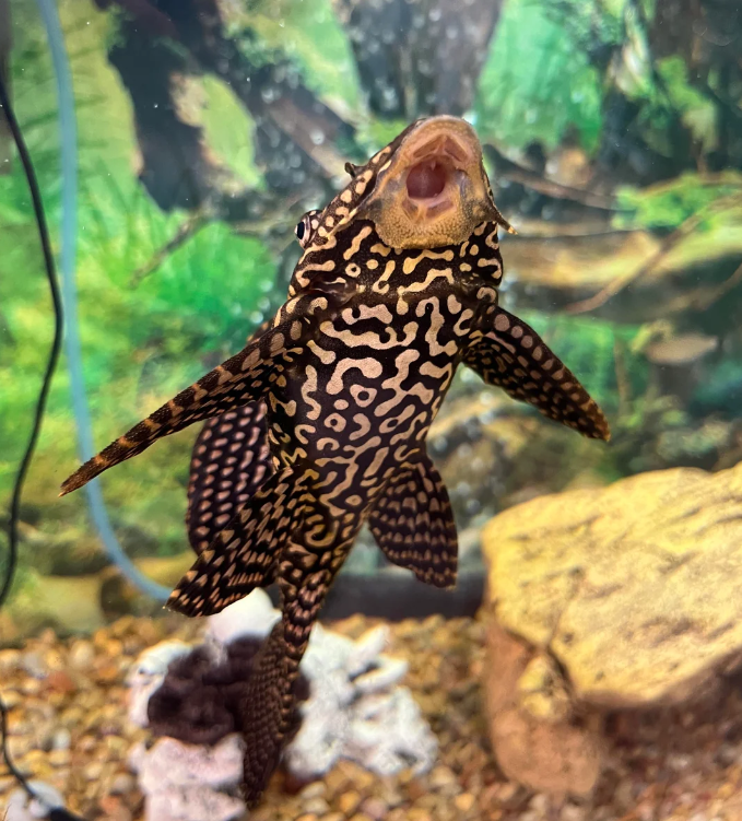 Sucker Fish: Care Tips, Tank Mates & More