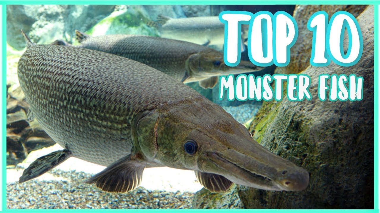 Top 10 Aquarium Monster Fish That You Can Keep
